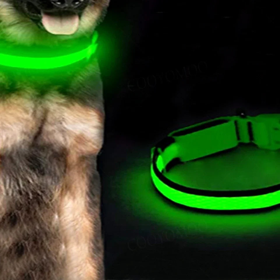 Collier lumineux pour chien